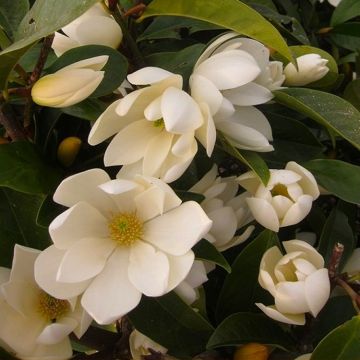 Magnolia Fairy Cream - New freely blooming evergreen Magnolia