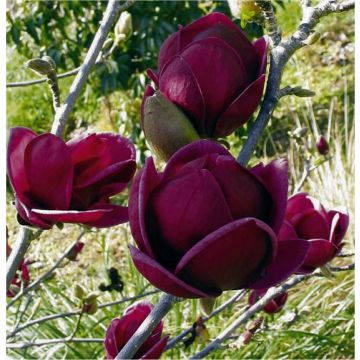 Purple-Black Magnolia Genie - Tulip Tree