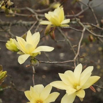 Magnolia Gold Star - LARGE