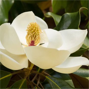 Magnolia grandiflora 'Ferruginea'