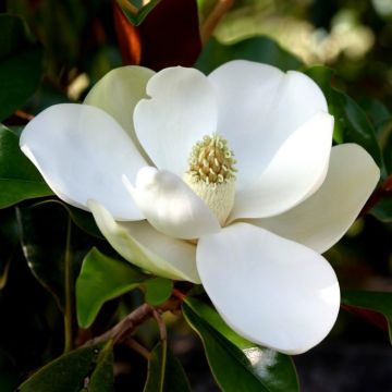 Magnolia grandiflora Little Gem - Bull Bay Tree - Compact Evergreen Standard Magnolia - 150-180cms