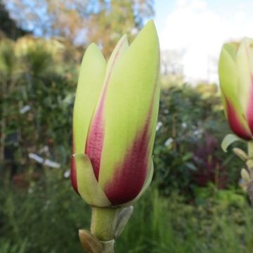 Magnolia Green Diamond