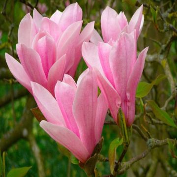 Magnolia soulangeana Heaven Scent - Large Standard Tree - circa 180-220cm tall