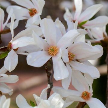 Magnolia Kobus