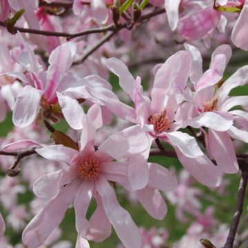 Magnolia x loebneri 'Leonard Messel' - Large 120-140cm SPECIMEN