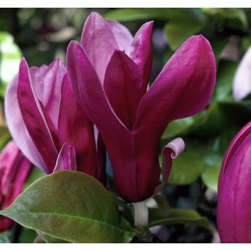 Magnolia Liliiflora Nigra