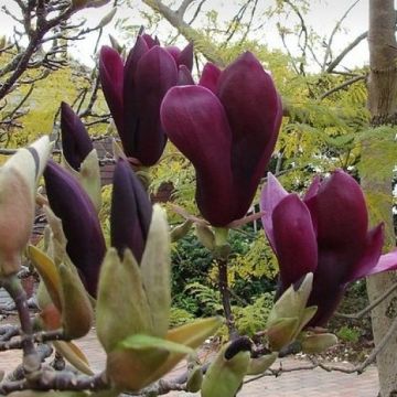 Magnolia Liliiflora Nigra