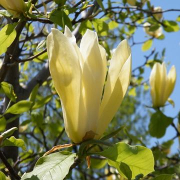 Magnolia Limelight