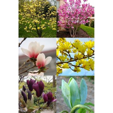 Magnolia Tree - Lost Label Lucky Dip Bargain Tulip Tree