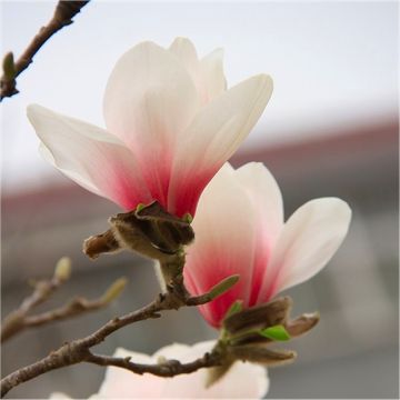 Magnolia New Pink - New, Rare Tulip Tree with Soft Pink Blush Flowers