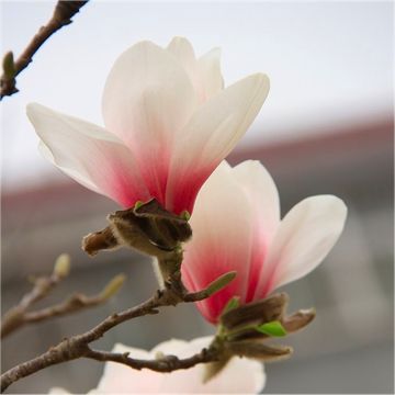 Magnolia New Pink - New, Rare Tulip Tree with Soft Pink Blush Flowers 120-150cm