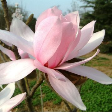 Magnolia Pink Beauty