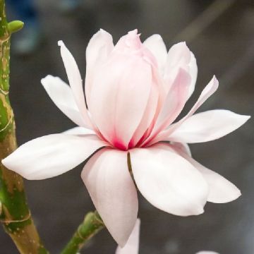 Magnolia Pink Beauty circa 120-150cm (4-5ft)