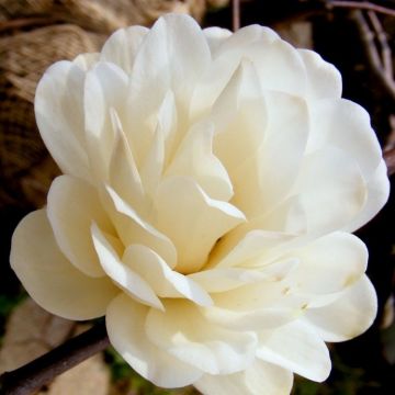 Magnolia Pirouette - Waterlily-like Double Starry Flowers - 60-80cm plant