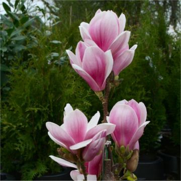 Magnolia Satisfaction - Large Flowered Tulip Tree 80-120cm