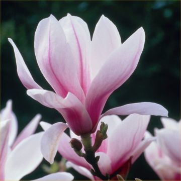 Magnolia Soulangeana
