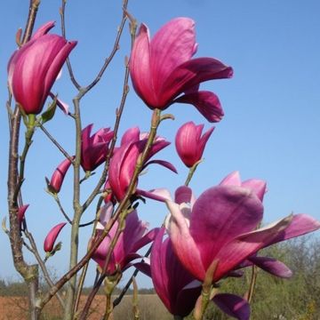 Magnolia soulangeana purpurea 150-170cm