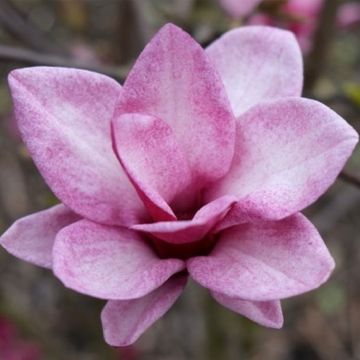 Magnolia Starburst - LARGE