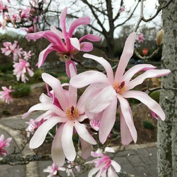 Magnolia stellata Rosea - Pink Star Magnolia - Specimen Plant