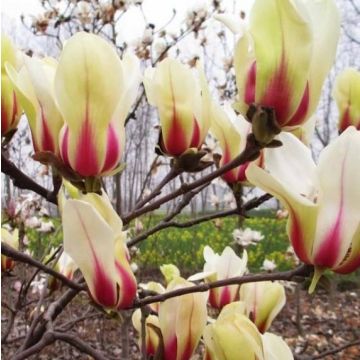 Large circa 3ft (80-100cm) Magnolia Sunrise - Compact Chinese Magnolia - Unique flower colour