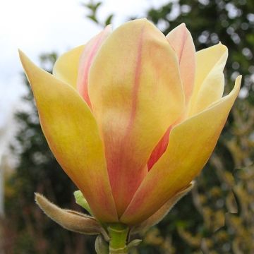 Magnolia Sunsation - New, Rare Tulip Tree with Golden Blushed Flowers