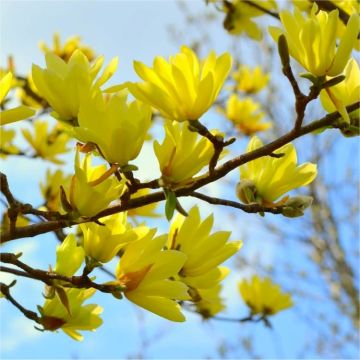 Large 3-4ft Magnolia Sun Spire - Tulip Tree