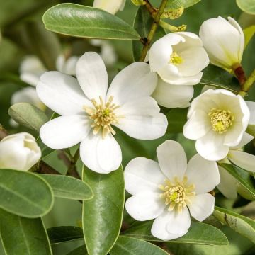 Magnolia Vanilla Pearls - Evergreen Michelia Magnolia