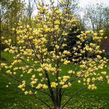Magnolia Yellow Bird - Tulip Tree - 4-5ft tall