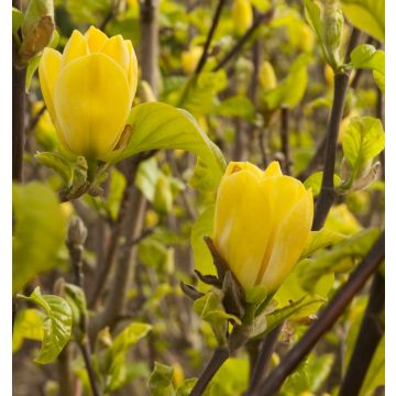 Magnolia Yellow Bird