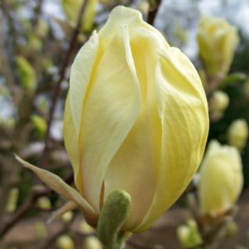 Magnolia Yellow Lantern - Large Specimen Plant circa120-140cm