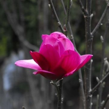 Magnolia Pink Pyramid - LARGE