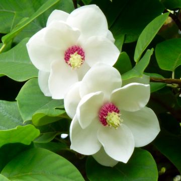 Magnolia Sieboldii - Large Plant