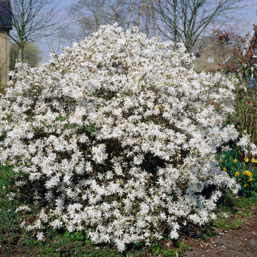 Magnolia Stellata