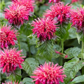 Monarda "Mahogany" - Bee Balm