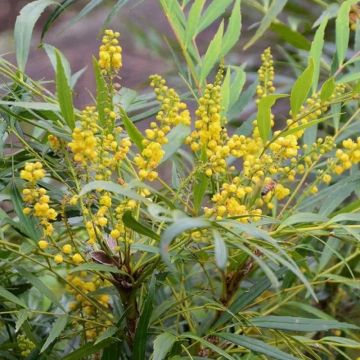 Mahonia eurybracteata 'Sweet Winter'