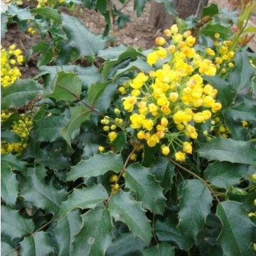 Mahonia wagneri 'Pinnacle'