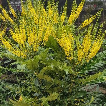 Mahonia x media Winter Sun - Oregon Grape Mahonia