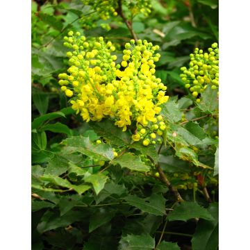 Mahonia aquifolium Apollo