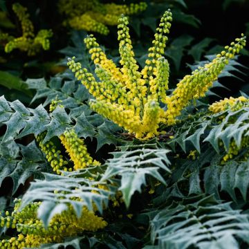 Mahonia japonica Bealei