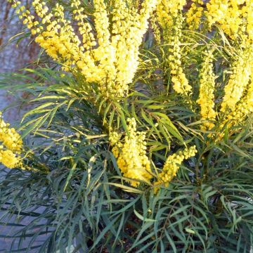 Mahonia Soft Caress - Spineless Evergreen Mahonia Shrub