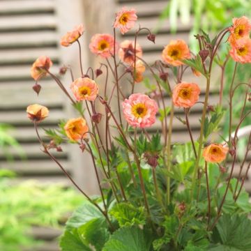 Geum rivale Mai Tai