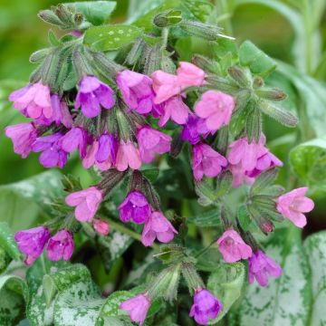 Pulmonaria Majeste - Lungwort