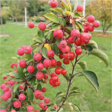 Malus 'Adirondack' - Crabapple