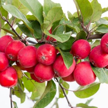 Malus Appletini® - Compact Mini Apple Tree circa 80-120cm tall