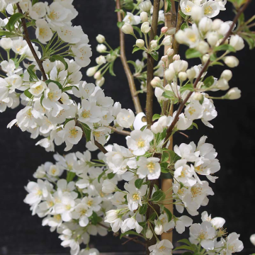 Crabapple Tree - Malus Wedding Bouquet - Circa 5-6ft