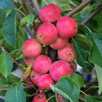 Crabapple Tree - Malus Crimson Cascade - Circa 5-6ft