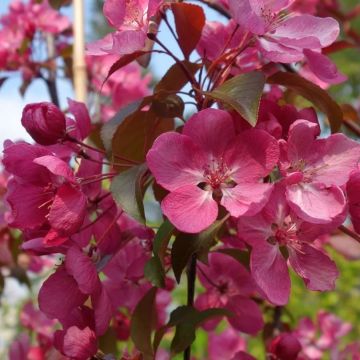 Crabapple Tree - Malus Rudolph - Circa 5ft
