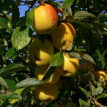 Malus 'Super' - Crabapple Tree