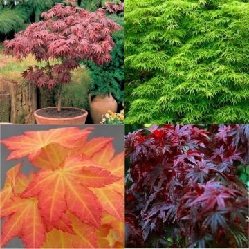 Trio of Oriental Acers - Japanese Maple Collection - THREE PLANTS