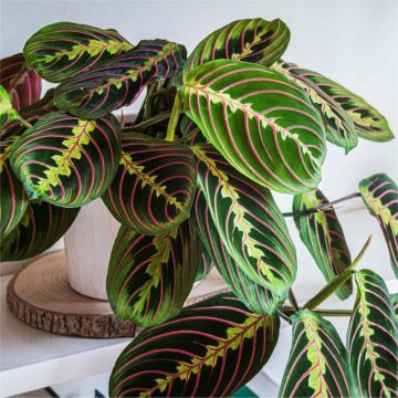 Maranta Fascinator - Prayer Plant